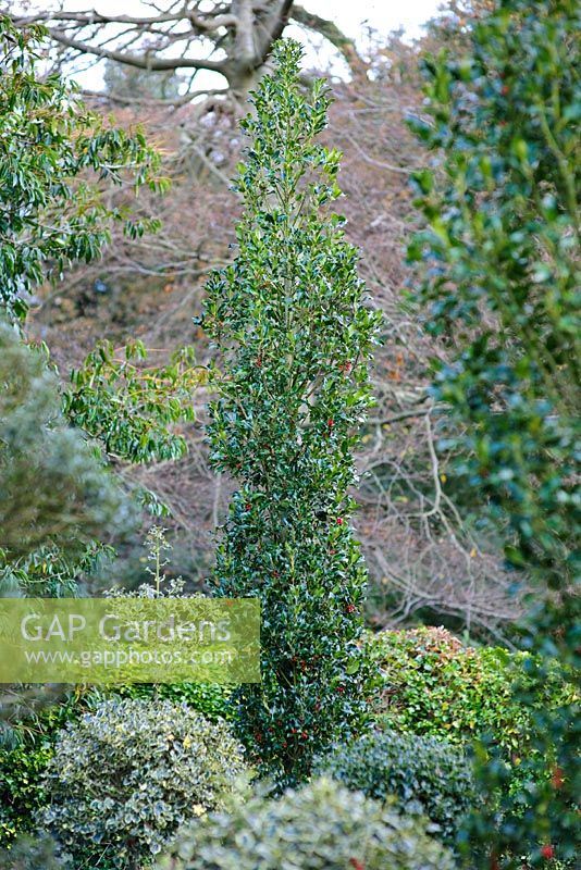 Ilex aquifolium 'Green Pillar'