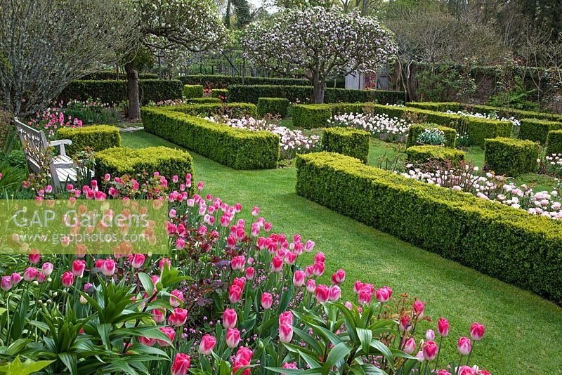 The Walled Garden with Tulipa 'Innuendo' - Pashley Manor Gardens, Kent, UK