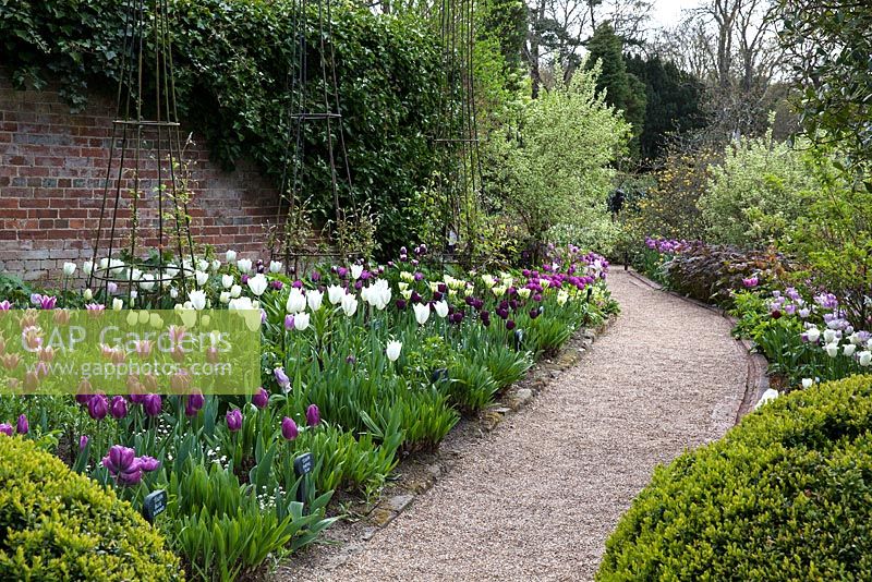Gravel path between borders with Tulipa 'Blue Diamond', Tulipa 'Purple Flag, Tulipa 'White Triumphator', Tulipa 'Bleu Aimable', Tulipa 'Spring Green - Pashley Manor Gardens, Kent, UK