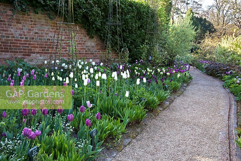 Gravel path between beds with Tulipa 'Purple Flag', Tulipa 'Bleu Aimable', Tulipa 'Blue Diamond' - Pashley Manor Gardens, Kent, UK 