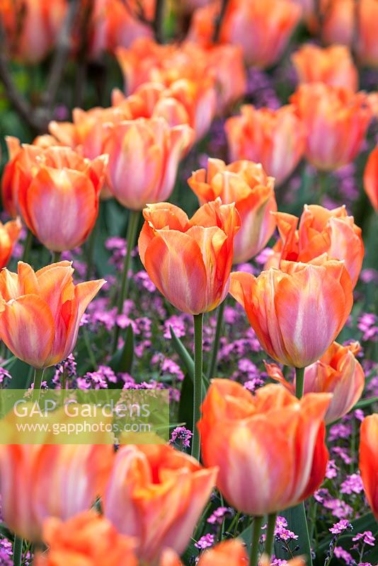 Tulipa 'Amazone' - Pashley Manor Gardens, Kent, UK
