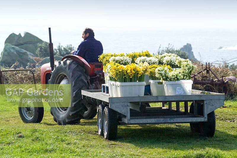 Cut scented narcissi loaded on the back of a tractor on St. Agnes, Isles of Scilly