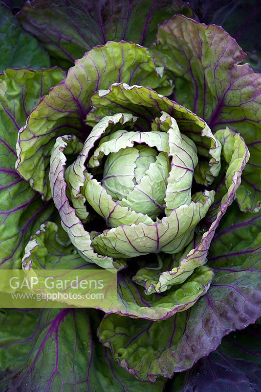 Purple Brussel sprout top - Brussel sprout 'Rubine'
