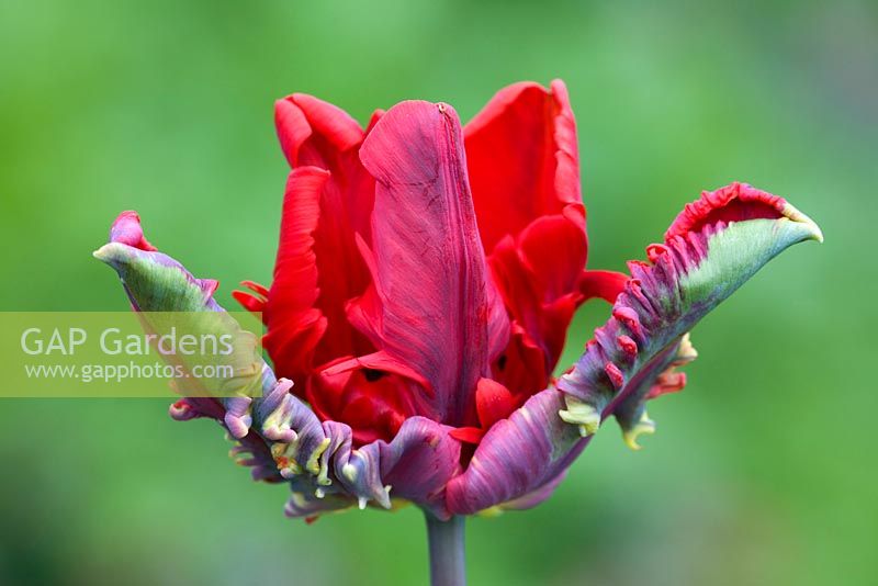 Tulipa 'Rococo' - Parrot Group