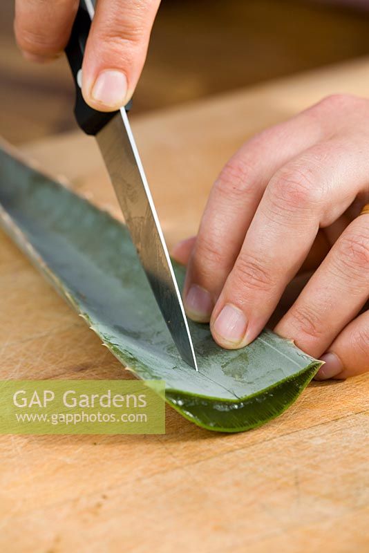 Opening up leaf of Aloe vera to reveal healing gel