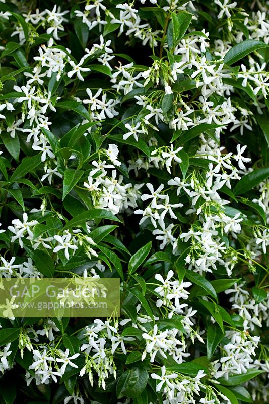 Trachelospermum jasminoides - Star jasmin