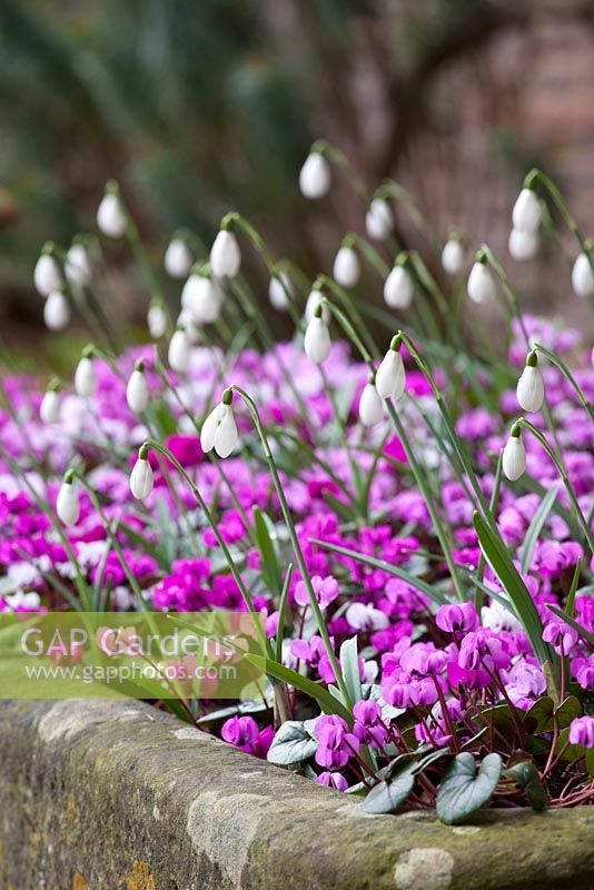 Stone trough at Hanham Court planted up with snowdrops and cyclamen. Galanthus nivalis 'Sam Arnott' AGM and Cyclamen coum