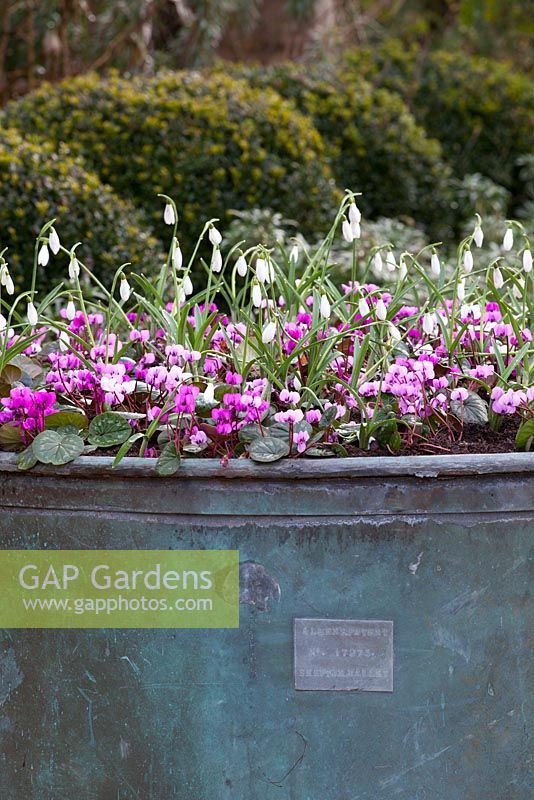 Large container planted up with snowdrops and cyclamen. Galanthus 'Atkinsii' and Cyclamen coum