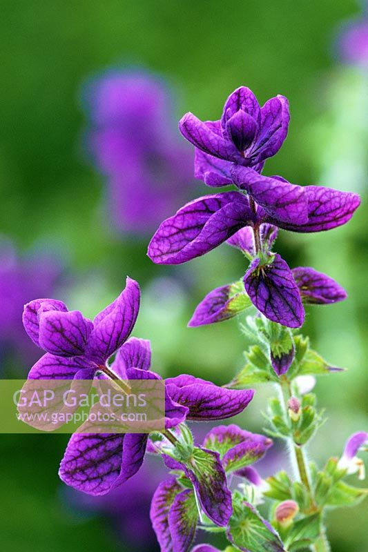 Salvia viridis Blue syn. S. horminum - Annual clary