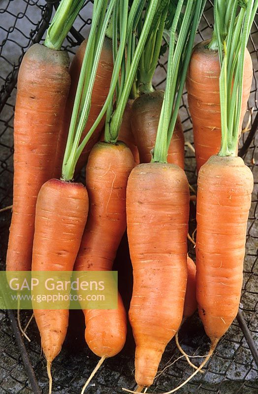 Carrot 'Sytan' - Daucus carota