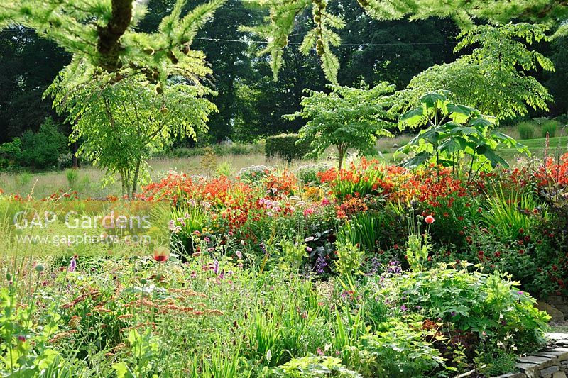 A rich mix of herbaceous perennials, shrubs and trees in raised beds including sanguisorbas, poppies, achilleas and eryngiums in the foreground with stronger colours beyond including heleniums, Crocosmia 'Lucifer', and orange Lilium lancifolium with large leaves of Paulownia tomentosa and Aralia echinocaulis rising above the fray.