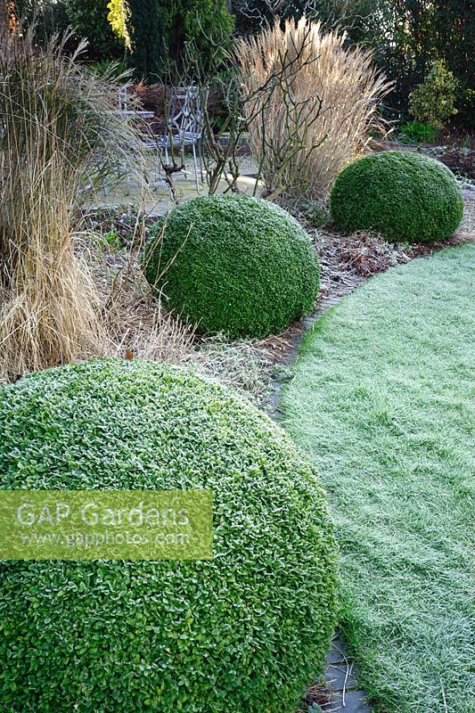 Clipped box spheres edge the circular lawn in the back garden on a frosty morning at Windy Ridge, Little Wenlock, Shropshire, UK