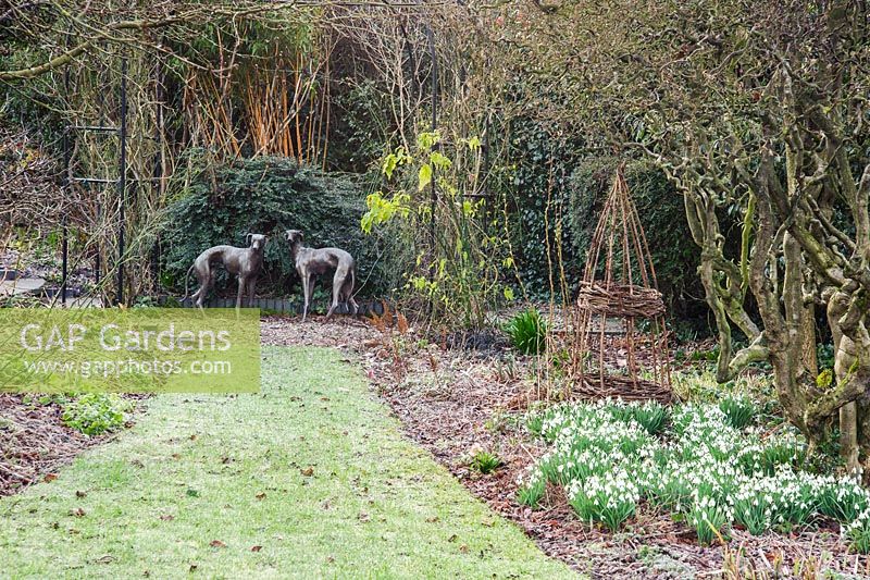 A pair of greyhounds form a focal point beyond a border with naturalized snowdrops at Windy Ridge, Little Wenlock, Shropshire, UK