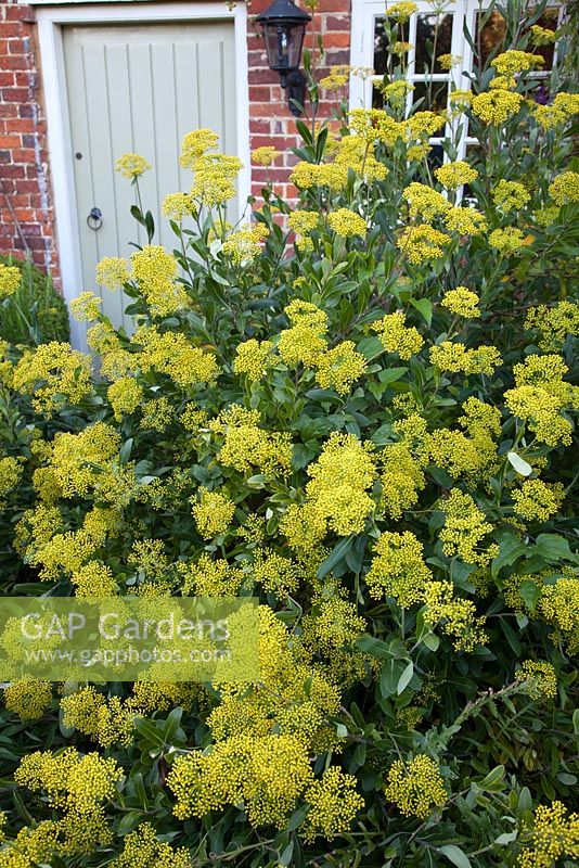 Euphorbia bupleurum outside cottage door. Garden: Rustling End Cottage, Hertfordshire. Owners: Mr and Mrs Wise