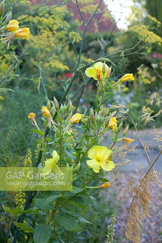 Oenothera - Evening Primrose. Garden: Rustling End Cottage, Hertfordshire. Owners: Mr and Mrs Wise