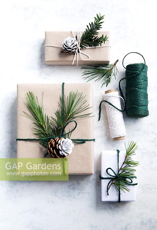 Wrapped presents using brown paper and string with reels of string, decorated with greenery from fir tree foliage and yew tree with half dipped pine cones
