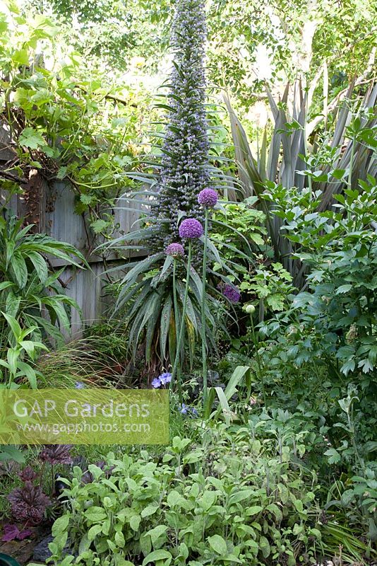 Echium pininana - Tower of Jewels with Allium giganteum in summer border in May. Sage, Lovage, Lavender, Blue Geranium, Heuchera, Grapevine and Climbing Rosa on wooden fence boundary backed by Phormium