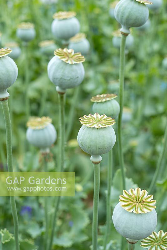 Papaver somniferum - Opium Poppy - Growing for decorative seed heads


