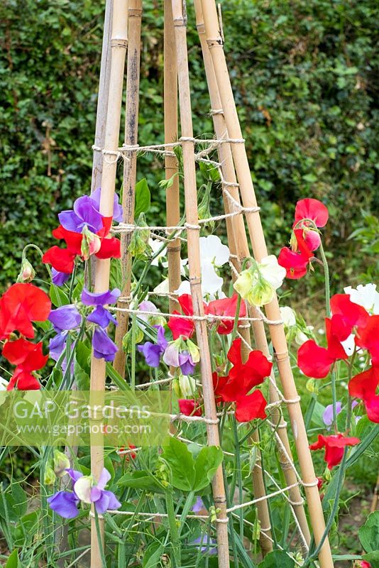 Lathyrus odoratus. Informal mixed kitchen garden in summer with Sweet pea 'Sweet Chariot,