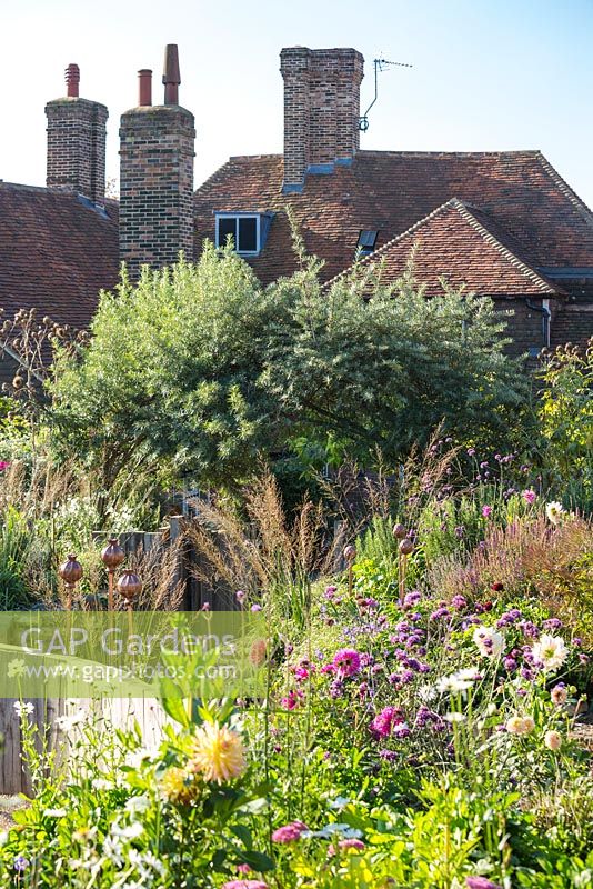 Large Pub garden with autumn border and raised beds with Olive tree showing the pub in the background. Jo Thompson garden Design, Ticehurst, East Sussex