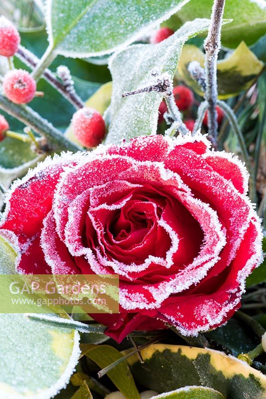 Closeup of frosty red rose with Christmas foliage