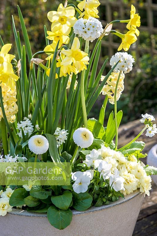 Yellow and white spring container with Narcissus 'Pipit', Primula dentata 'Alba', Hyacinth 'Woodstock', bellis perennis and violas