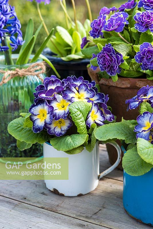 Blue polyanthus and spring bulbs in mixed containers including old kitchen enamel

