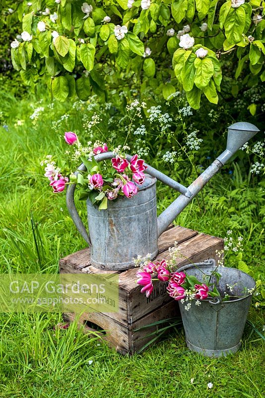 Pink tulips and cow parsley in old metal watering can