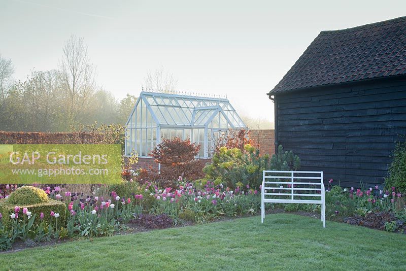 Colourful spring planting of mixed Tulipa 'Barcelona', 'Shirley', 'Survivor', 'China Pink', 'Queen of the Night', 'Hot Pants', Heuchera 'Amethyst', Pennisetum orientale, Penstemon 'Devonshire Cream', Beech hedging and Euphorbia with greenhouse and barn. Ulting Wick, Essex. Owner: Philippa Burrough