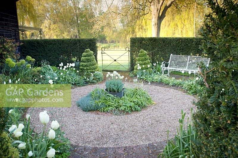 Small White Garden in spring with Tulipa 'Spring Green', Tulipa 'Angels Wish' and Tulipa 'Purissima', Camassia lechtilinii, Buxus spirals  Dianthus 'Hayters White', Corydalis ochroleuca,  Euphorbia Wulfenii with decorative bench and gate through to formal lawn. Ulting Wick, Essex. Owner: Philippa Burrough