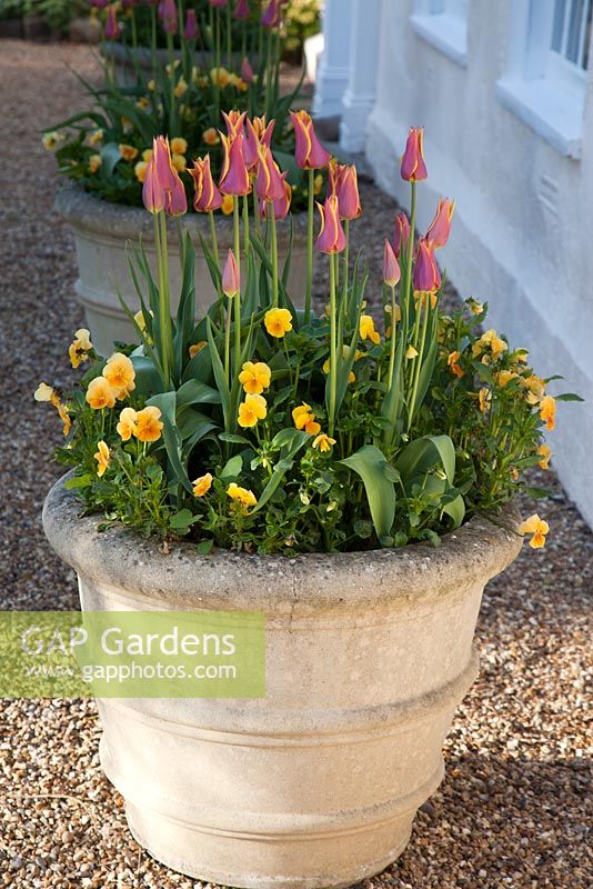 Container with Tulipa 'Ballade Dream' and Viola. Ulting Wick, Essex, Owner: Philippa Burrough