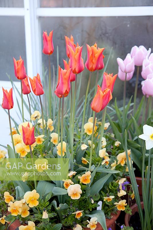 Tulipa 'Ballerina' with Viola in spring container. Ulting Wick, Essex
