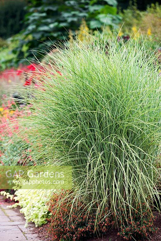 Miscanthus sinensis 'Morning Light', variegated eulalia grass, late summer, RHS Wisley