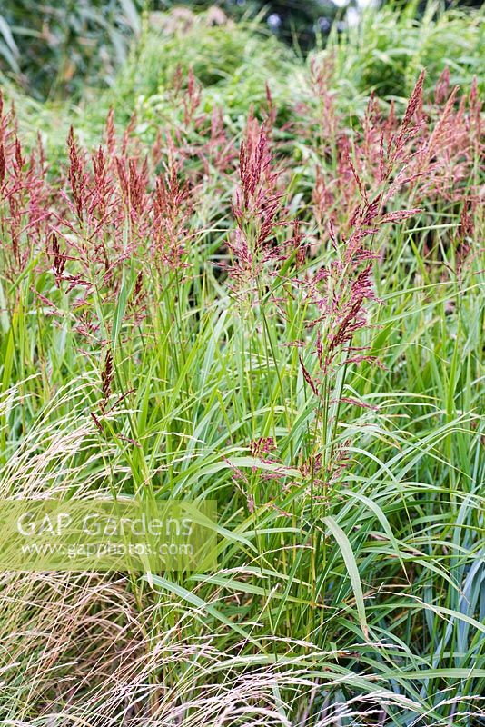 Muhlenbergia racemosa, American drop seed grass, late summer, Kew Gardens.