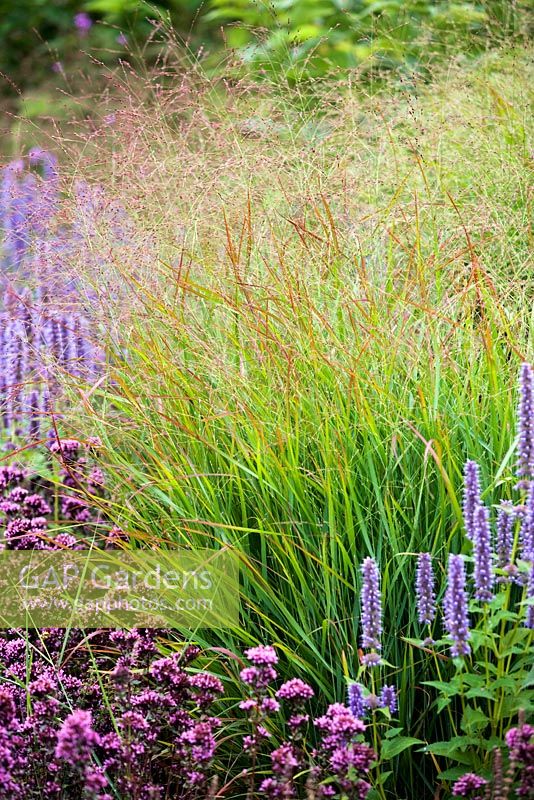 Panicum virgatum 'Hanse Herms' - switch grass, Agastache foeniculum and Origanum vulgare, late summer, RHS Wisley.