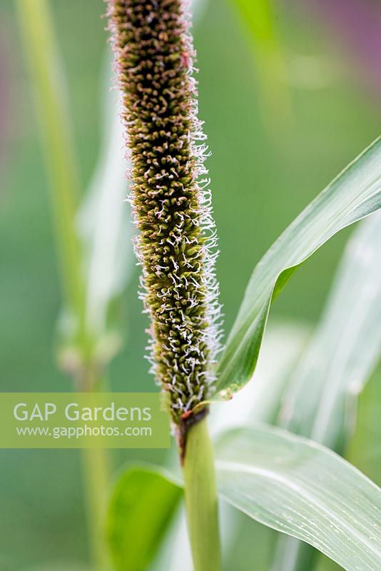 Pennisetum glaucum, African millet, late summer, Kew Gardens.