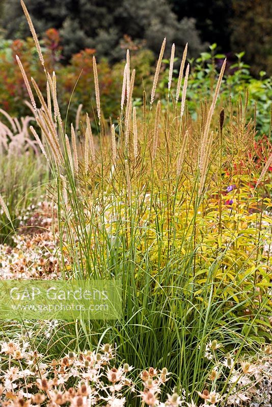 Pennisetum macrourum, African feather grass, late summer, RHS Wisley.