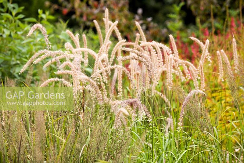 Pennisetum orientale 'Tall Tails', oriental fountain grass, late summer, RHS Wisley.