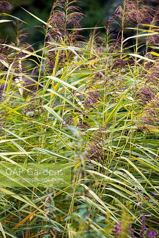 Phragmites australis subsp. australis 'Variegatus', variegated common reed, late summer, RHS Wisley.