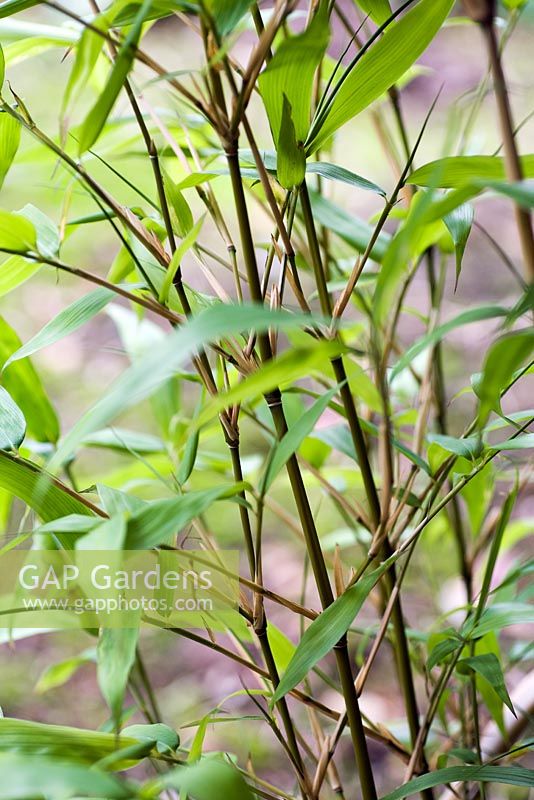 Semiarundinaria fastuosa, Narihira bamboo, late summer, RHS Wisley.