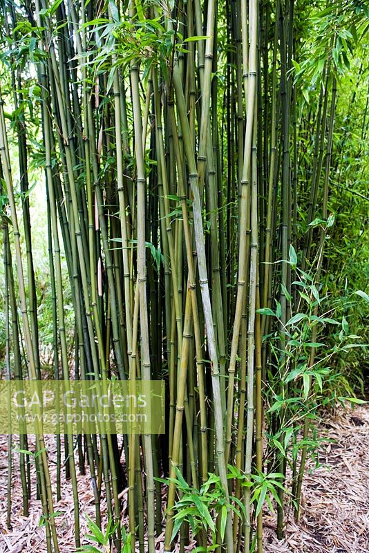 Semiarundinaria fastuosa, Narihira bamboo, late summer, RHS Wisley.