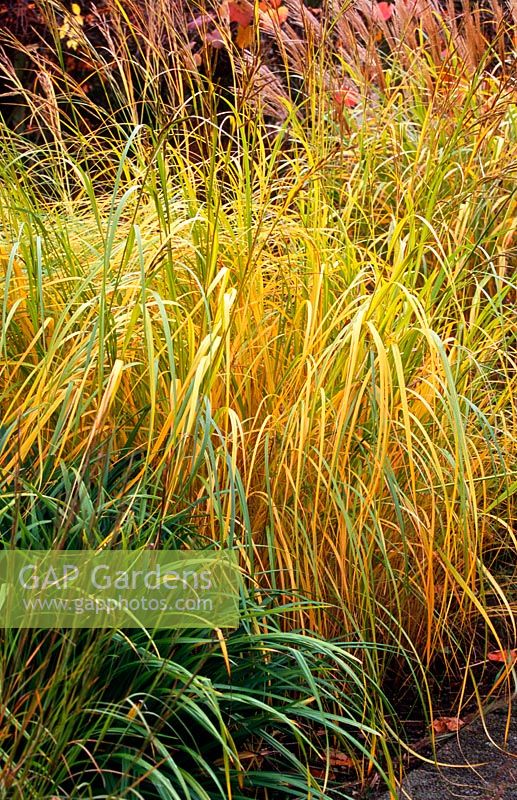 Spartina pectinata, prairie cord grass, autumn, Alnarp, Sweden.