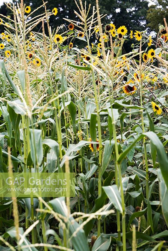 Sweet corn Zea mays and sunflowers Helianthus annuus, late summer, RHS Wisley.