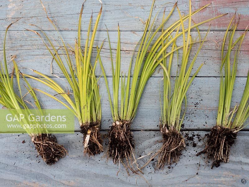 Acorus gramineus - Ogon gramineus.  Root bound pot divided and roots trimmed before putting into individual pots to grow new plants.  Perennial division and propagation