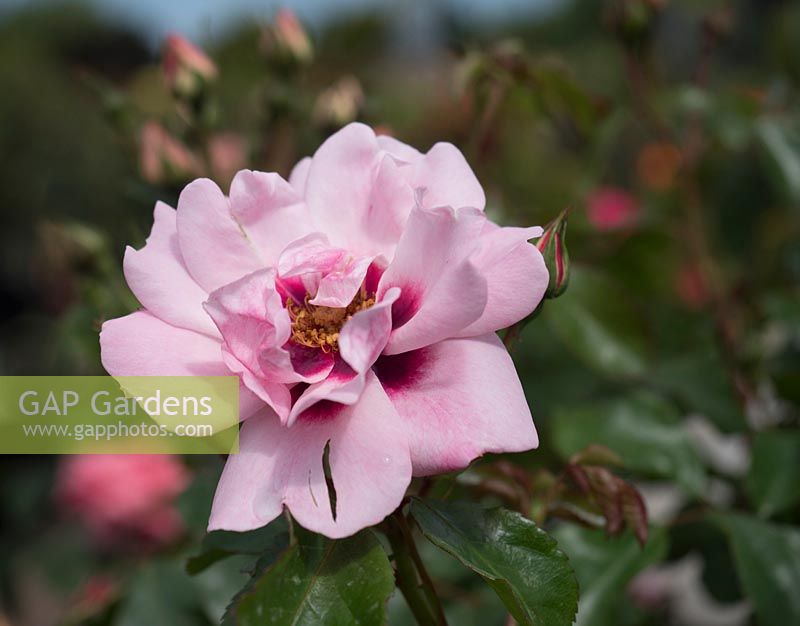 Rosa 'Angel Eyes' - Persican Hybrid Bush Rose 