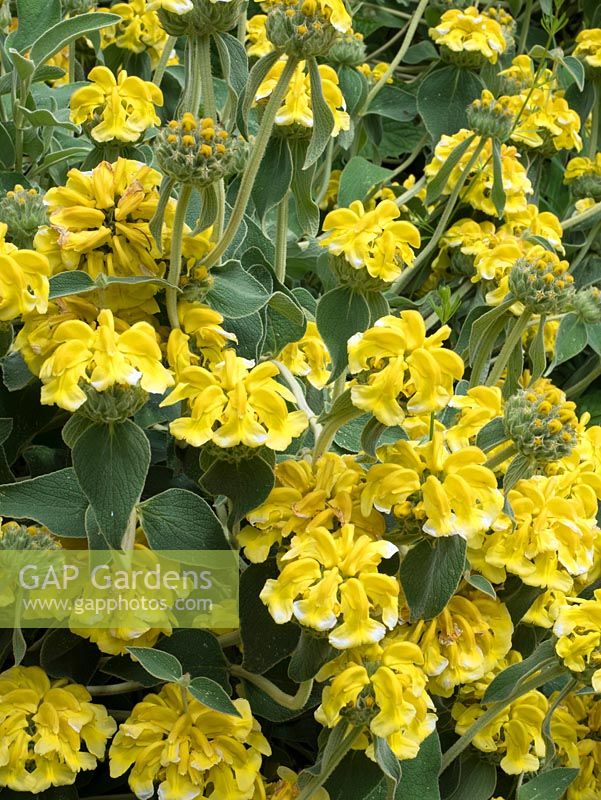 Phlomis fructosa - Yellow Jerusalem sage - drought tolerant perennial flowering in early June