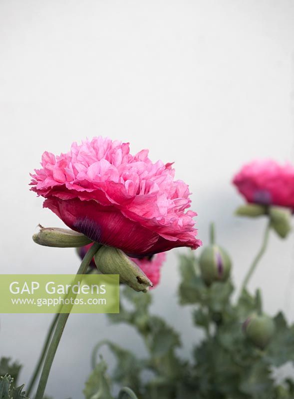 Papaver somniferum 'Pink Chiffon' - Opium poppy - paeony type pom pom