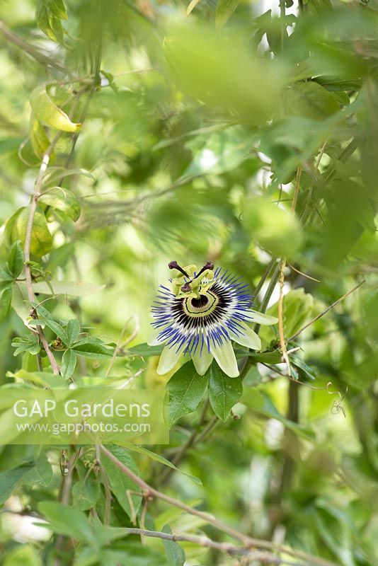 Passiflora caerulea - Blue passion flower - June - Oxfordshire