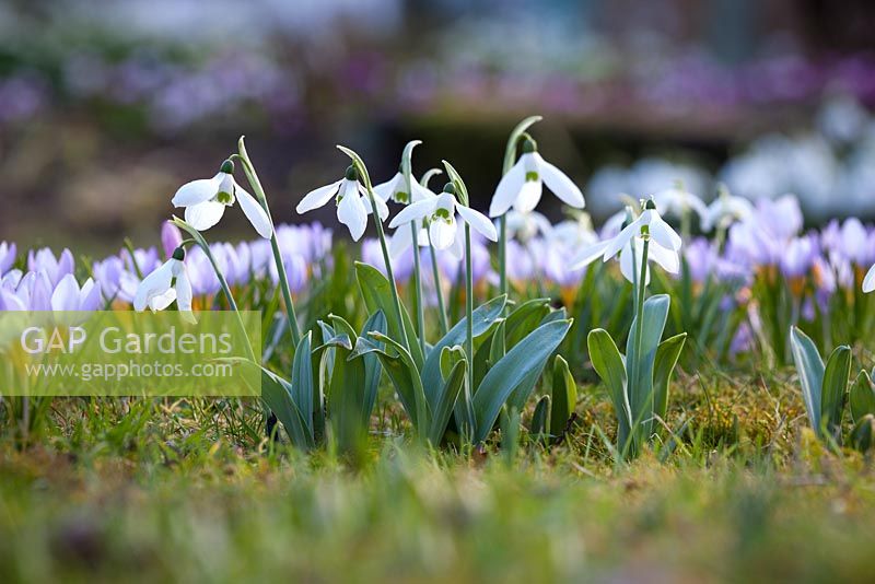 Snowdrops and crocus growing in the grass at Old Church Cottage. Galanthus elwesii strain with Crocus sieberi subsp. sublimis 'Tricolor' AGM, Three-coloured Sieber's crocus