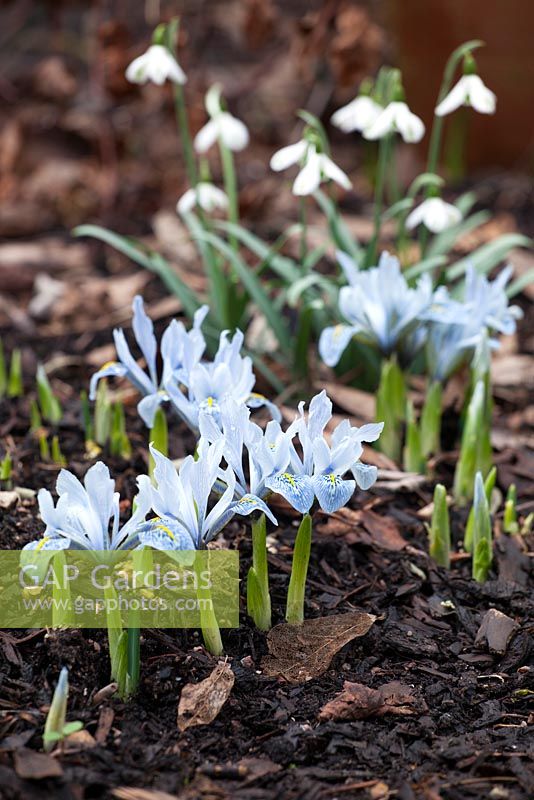 Iris reticulata 'Sheila Ann Germaney' with Galanthus 'Trumps' in the background